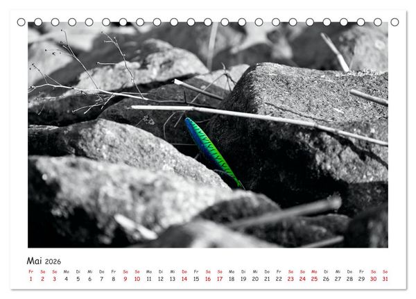 Produktbild: Gestrandet -Treibgut- (Tischkalender 2026 DIN A5 quer), CALVENDO Monatskalender