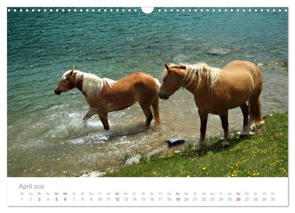 Produktbild: Pferde - In nat&uuml;rlicher Umgebung (Wandkalender 2026 DIN A3 quer), CALVENDO Monatskalender