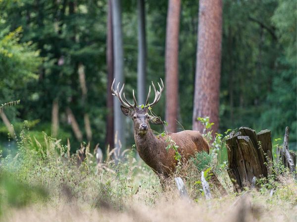 Produktbild: CALVENDO Puzzle Juli: Der Beihirsch reagiert sich im Wald am Geb&uuml;sch ab. | 1000 Teile Lege-Gr&ouml;&szlig;e 64x48cm Foto-Puzzle f&uuml;r gl&uuml;ckliche Stunden
