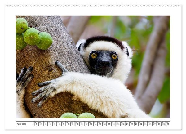 Produktbild: Tierisch tolles Madagaskar - Cham&auml;leons, Lemuren und mehr (hochwertiger Premium Wandkalender 2026 DIN A2 quer), Kunstdruck in Hochglanz