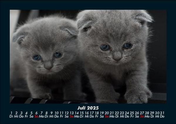 Produktbild: F&uuml;r Katzenfreunde 2025 Fotokalender DIN A5