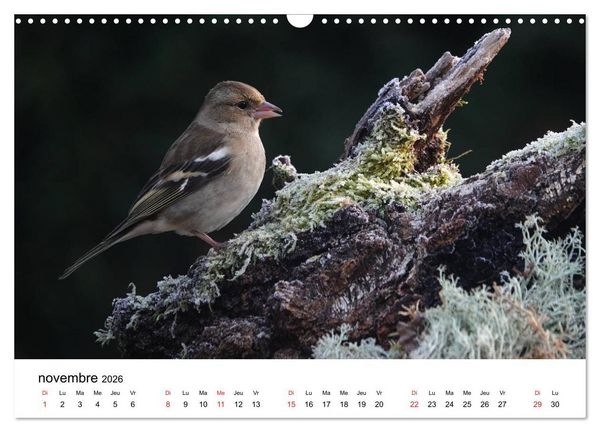 Produktbild: Oiseaux de nos villages en G&acirc;tinais (Calendrier mural 2026 DIN A3 vertical), CALVENDO calendrier mensuel
