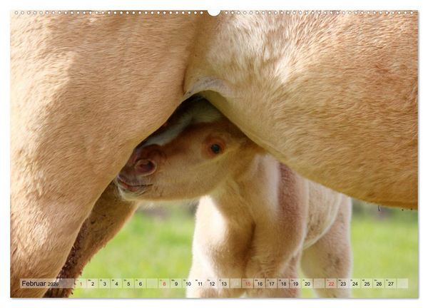 Produktbild: Pferdekinder - Fohlen haben ihren ganz eigenen Charme (hochwertiger Premium Wandkalender 2026 DIN A2 quer), Kunstdruck in Hochglanz