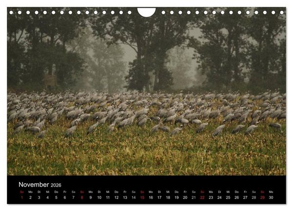 Produktbild: Kraniche (Wandkalender 2026 DIN A4 quer), CALVENDO Monatskalender