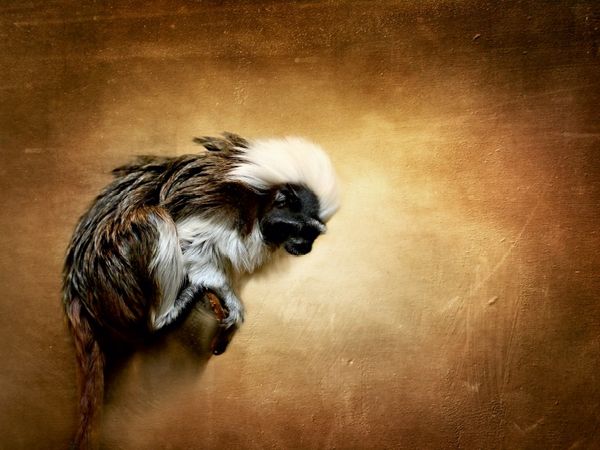 Produktbild: CALVENDO Puzzle Liszt&auml;ffchen | 1000 Teile Lege-Gr&ouml;&szlig;e 64x48cm Foto-Puzzle f&uuml;r gl&uuml;ckliche Stunden