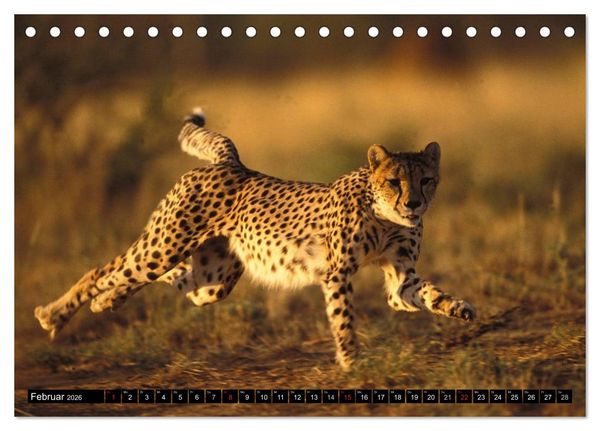 Produktbild: Die Lautlosen. Geparden und Leoparden (Tischkalender 2026 DIN A5 quer), CALVENDO Monatskalender