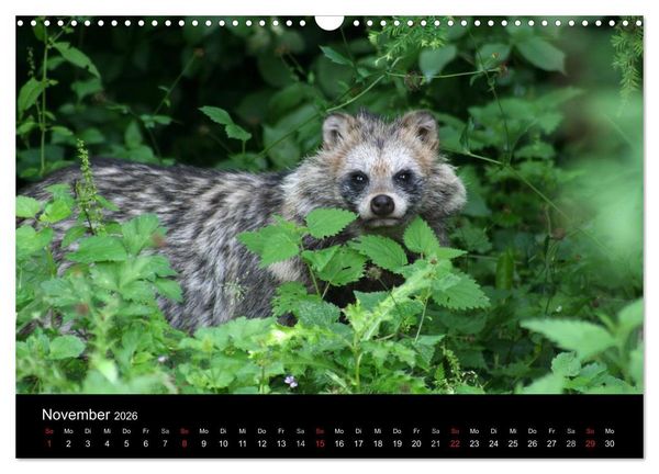 Produktbild: Marderhunde (Wandkalender 2026 DIN A3 quer), CALVENDO Monatskalender