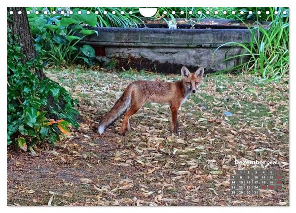 Produktbild: Familie Fuchs hautnah in Berlin (Wandkalender 2026 DIN A4 quer), CALVENDO Monatskalender