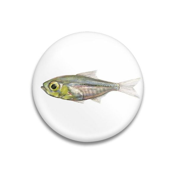 Produktbild: Dekomagnet Little Fish