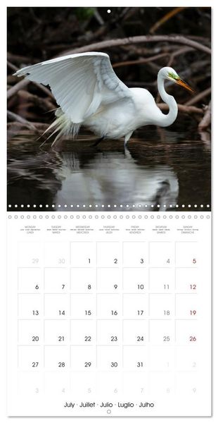 Produktbild: The beauty of herons and egrets (Wall Calendar 2026 12 &times; 12 Inch) CALVENDO 12 Month Wall Calendar
