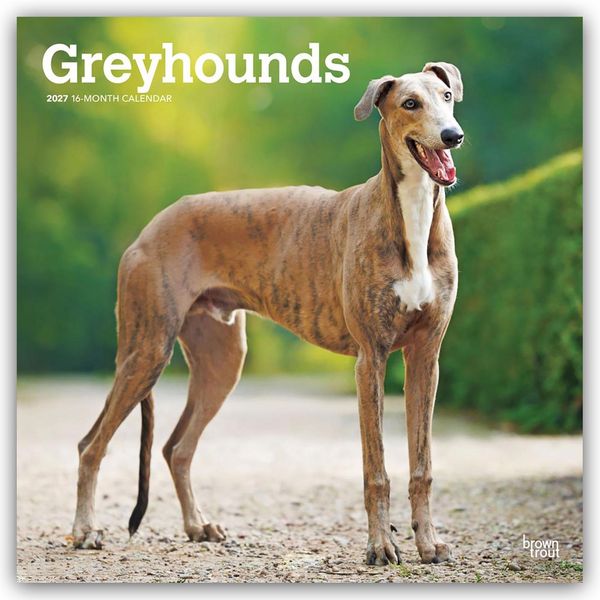 Produktbild: Greyhounds &ndash; Windhunde 2027 &ndash; 16-Monatskalender