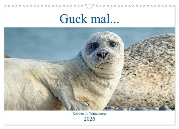 Produktbild: Guck mal ... Robben im Wattenmeer (Wandkalender 2026 DIN A3 quer), CALVENDO Monatskalender