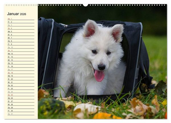 Produktbild: Wei&szlig;er Schweizer Sch&auml;ferhund - Ein Tag im Leben einer Hundefamilie (Wandkalender 2026 DIN A2 quer), CALVENDO Monatskalender