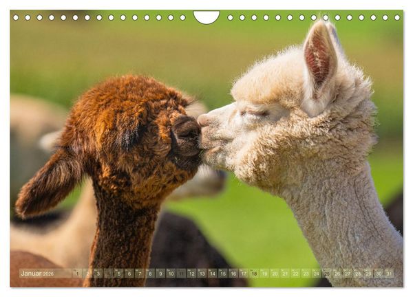 Produktbild: Alpakas im Portrait (Wandkalender 2026 DIN A4 quer), CALVENDO Monatskalender
