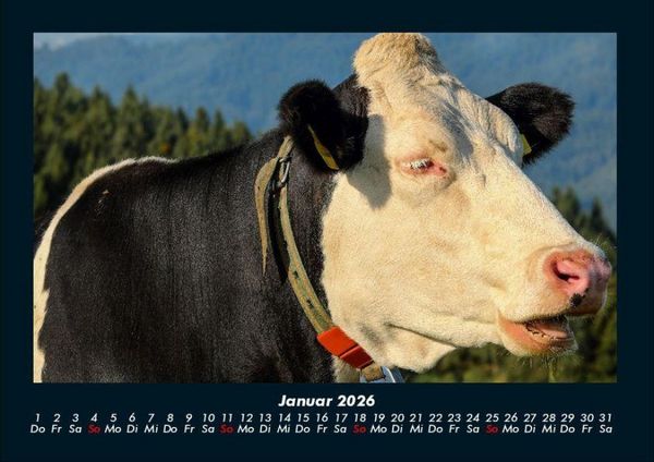 Produktbild: Kuhkalender 2026 Fotokalender DIN A4