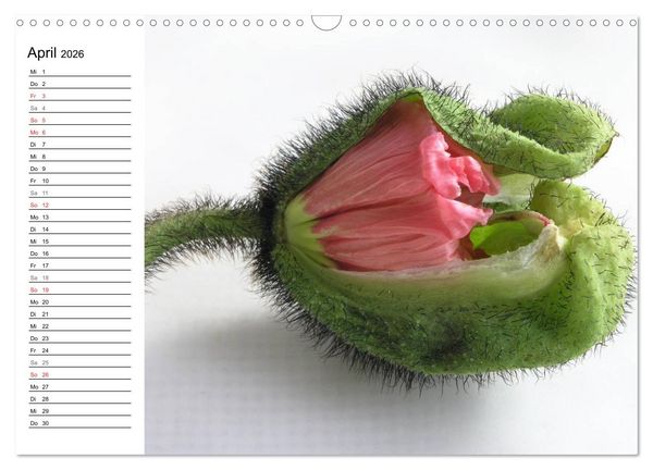 Produktbild: Mohn im Portr&auml;t (Wandkalender 2026 DIN A3 quer), CALVENDO Monatskalender