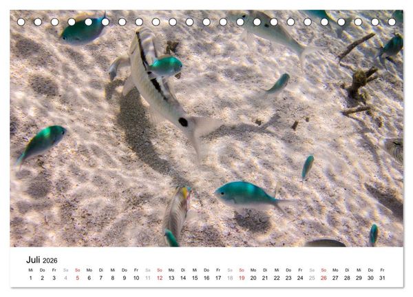 Produktbild: Unterwasserwelt der Malediven III (Tischkalender 2026 DIN A5 quer), CALVENDO Monatskalender