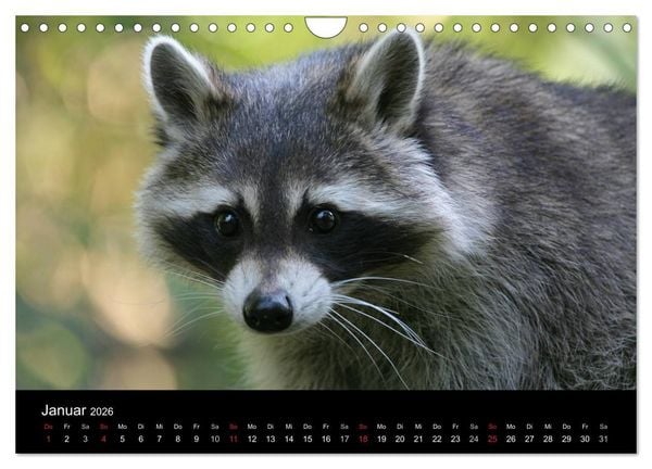 Produktbild: Waschb&auml;ren (Wandkalender 2026 DIN A4 quer), CALVENDO Monatskalender