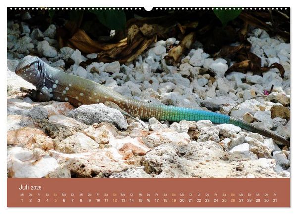 Produktbild: ABC: Aruba - Bonaire - Cura&ccedil;ao (hochwertiger Premium Wandkalender 2026 DIN A2 quer), Kunstdruck in Hochglanz