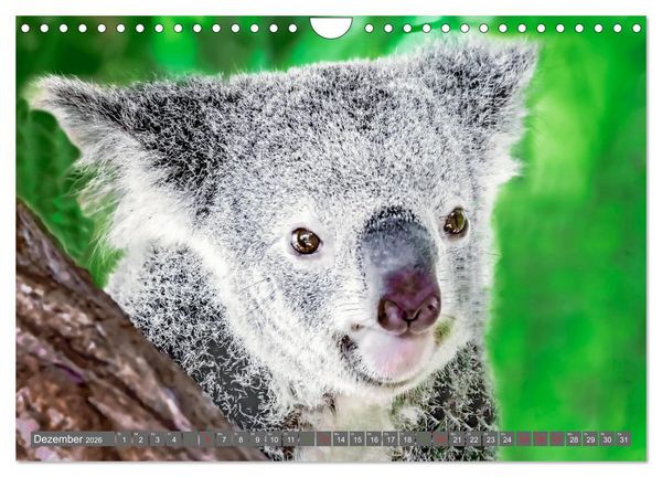 Produktbild: Koalas - Kuscheliges Symbol Australiens (Wandkalender 2026 DIN A4 quer), CALVENDO Monatskalender