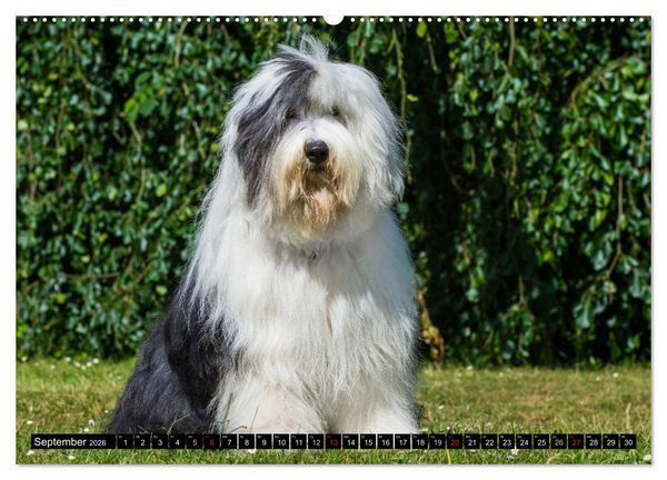 Produktbild: Traumhund Bobtail (hochwertiger Premium Wandkalender 2026 DIN A2 quer), Kunstdruck in Hochglanz