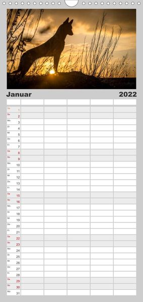Familienplaner Belgische Schäferhunde - Der Malinois im Licht (Wandkalender 2022 , 21 cm x 45 cm, hoch)