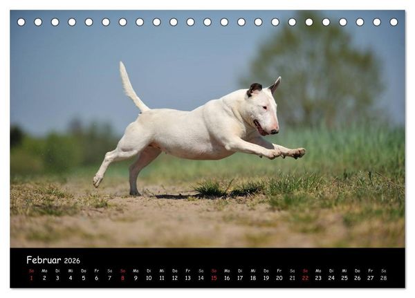 Produktbild: Bullterrier? Was sonst! (Tischkalender 2026 DIN A5 quer), CALVENDO Monatskalender