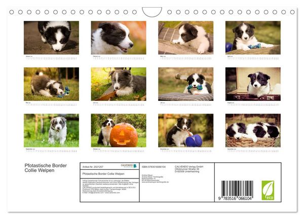 Produktbild: Pfotastische Border Collie Welpen (Wandkalender 2026 DIN A4 quer), CALVENDO Monatskalender