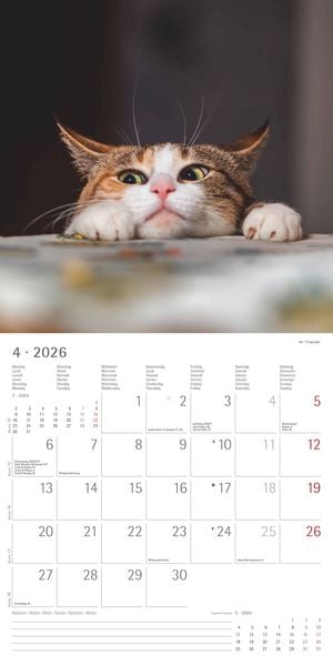 Produktbild: Funny Cats 2026 - Broschürenkalender 30x30 cm (30x60 geöffnet) - Kalender mit Platz für Notizen - Katzen - Bildkalender - Wandplaner - Katzenkalender