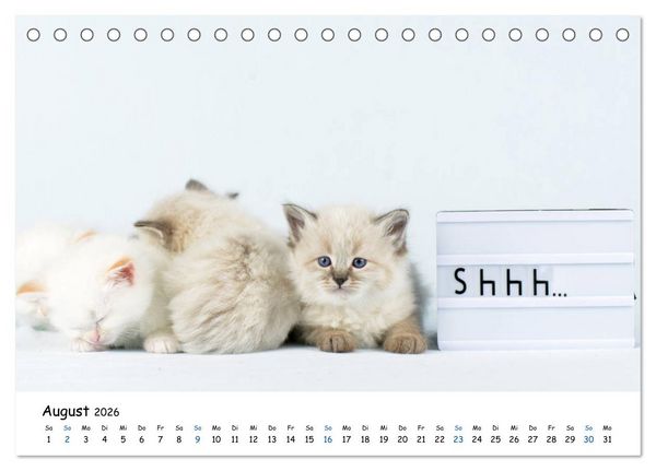 Produktbild: Tierkinder ganz frech (Tischkalender 2026 DIN A5 quer), CALVENDO Monatskalender