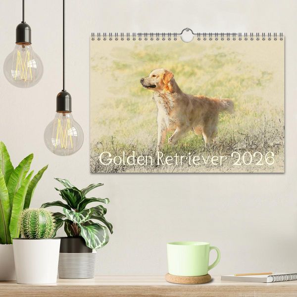 Produktbild: Golden Retriever 2026 (Wandkalender 2026 DIN A4 quer), CALVENDO Monatskalender