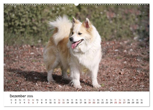 Produktbild: Islandhunde (Wandkalender 2026 DIN A2 quer), CALVENDO Monatskalender