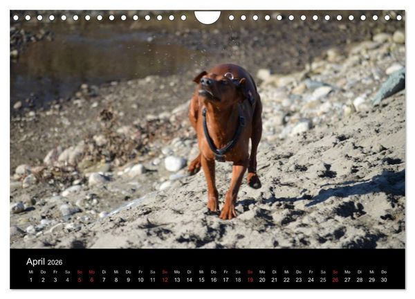 Produktbild: Deutscher Pinscher (Wandkalender 2026 DIN A4 quer), CALVENDO Monatskalender