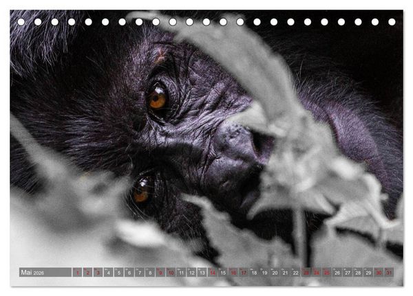 Produktbild: Gorillas ohne Nebel (Tischkalender 2026 DIN A5 quer), CALVENDO Monatskalender