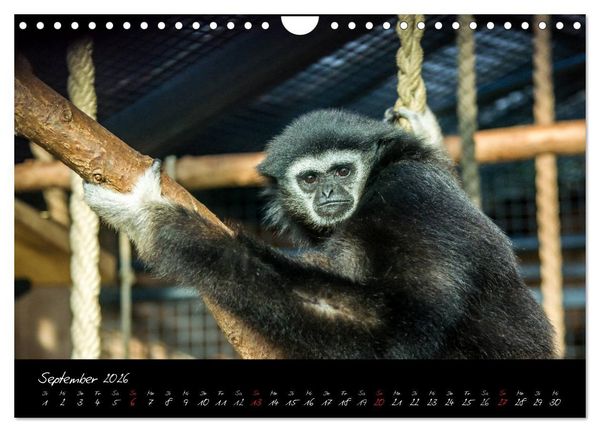 Produktbild: Tiergarten N&uuml;rnberg (Wandkalender 2026 DIN A4 quer), CALVENDO Monatskalender