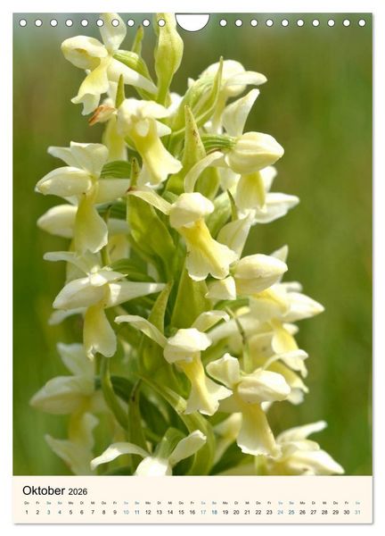 Produktbild: Einheimische Orchideen (Wandkalender 2026 DIN A4 hoch), CALVENDO Monatskalender