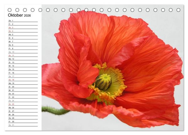 Produktbild: Mohn im Portr&auml;t (Tischkalender 2026 DIN A5 quer), CALVENDO Monatskalender