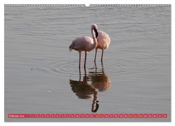 Produktbild: Flamingos am Lake Bogoria - Kenia (Wandkalender 2026 DIN A2 quer), CALVENDO Monatskalender