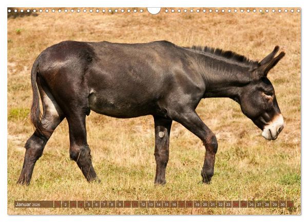 Produktbild: Esel - Sixtus Loreley (Wandkalender 2026 DIN A3 quer), CALVENDO Monatskalender