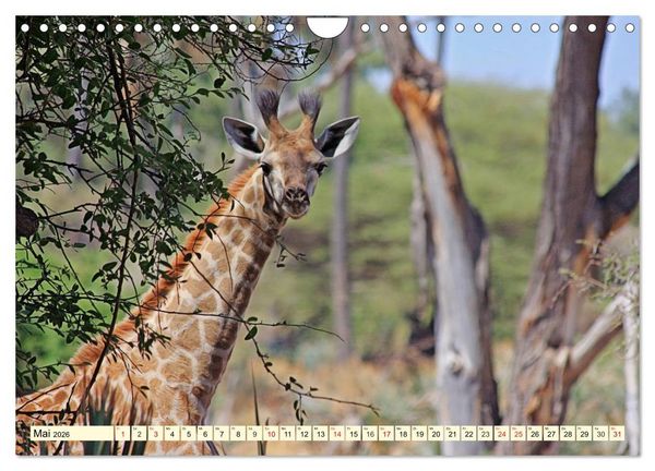 Produktbild: Wildes Leben in Botswana (Wandkalender 2026 DIN A4 quer), CALVENDO Monatskalender