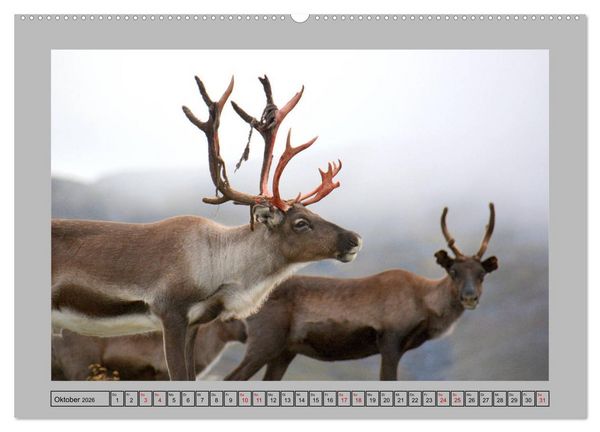 Produktbild: Rentiere im Hohen Norden (hochwertiger Premium Wandkalender 2026 DIN A2 quer), Kunstdruck in Hochglanz