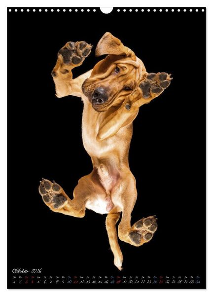 Produktbild: Down Under - Hunde auf der Glasplatte (Wandkalender 2026 DIN A3 hoch), CALVENDO Monatskalender