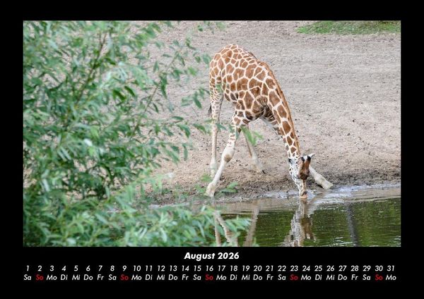 Produktbild: Giraffen 2026 Fotokalender DIN A3