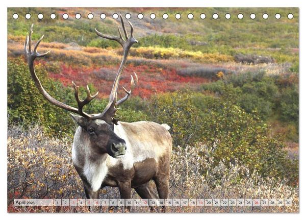 Produktbild: Alaska und Kanada (Tischkalender 2026 DIN A5 quer), CALVENDO Monatskalender