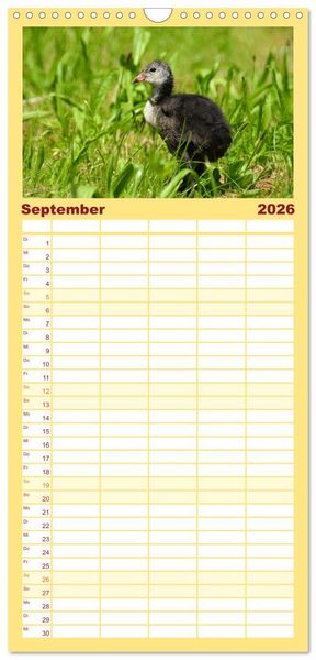 Produktbild: Familienplaner 2026 - Nachwuchs in der Tierwelt mit 5 Spalten (Wandkalender, 21 x 45 cm) CALVENDO