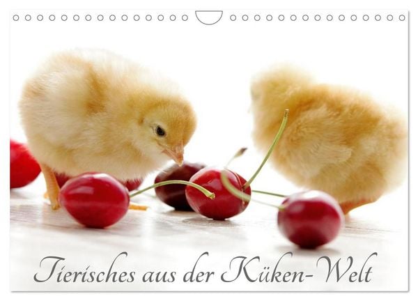 Produktbild: Tierisches aus der K&uuml;ken-Welt (Wandkalender 2026 DIN A4 quer), CALVENDO Monatskalender