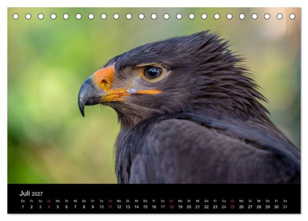 Produktbild: Sch&ouml;nheiten der L&uuml;fte - Greifv&ouml;gel (Tischkalender 2027 DIN A5 quer), CALVENDO Monatskalender
