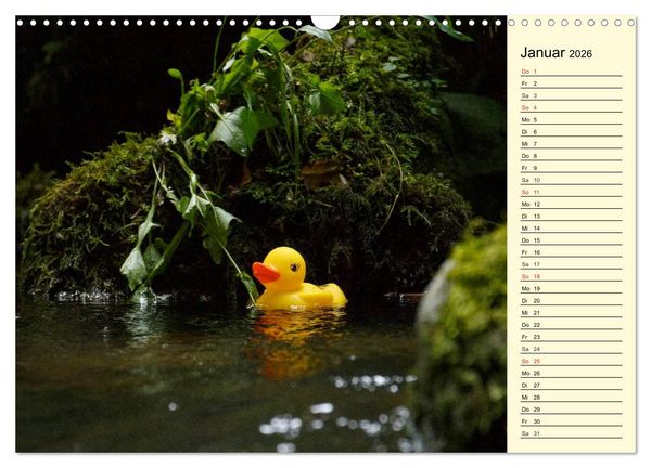 Produktbild: Enten-Rennen (Wandkalender 2026 DIN A3 quer), CALVENDO Monatskalender