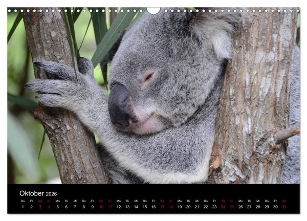 Produktbild: Australian Wildlife (Wandkalender 2026 DIN A3 quer), CALVENDO Monatskalender