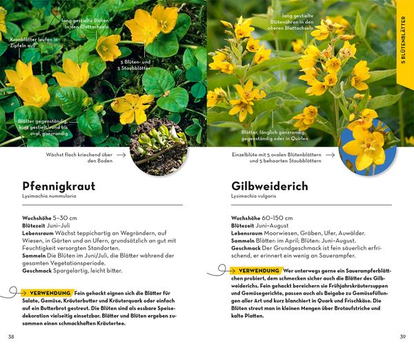 Produktbild: BASIC Fr&uuml;chte und Wildkr&auml;uter
